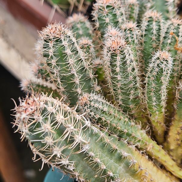 Austrokaktus pauxillus SAR 8283/1